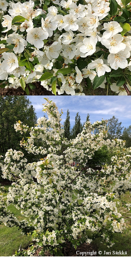 Malus toringo var. sargentii